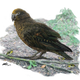 An artist’s illustration of the giant parrot with a New Zealand wren for comparison.